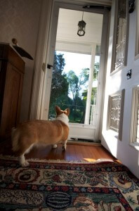 Neville longingly looks out the front door of Waypoint House.