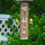 A pair of Goldfinches in the Waypoint House Garden