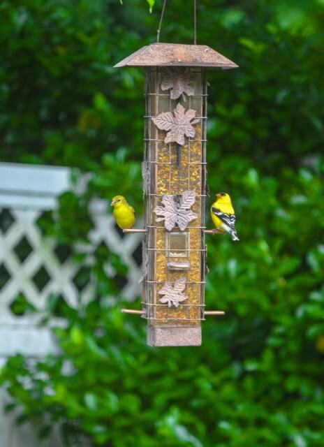 A pair of Goldfinches in the Waypoint House Garden