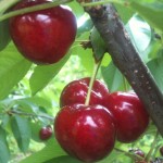Fresh, sweet cherries at Mackintosh Fruit Farm in Berryville.