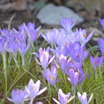 Spring Crocus in the Waypoint House Garden