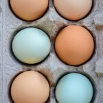 Farm Fresh Eggs - delivered weekly to Waypoint House!