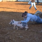 Pig Scramble Clarke County Fair