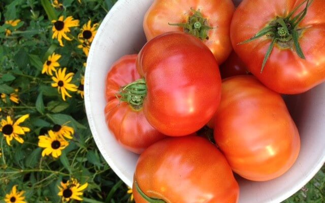 Summer Brings Tomatoes from the Waypoint House garden