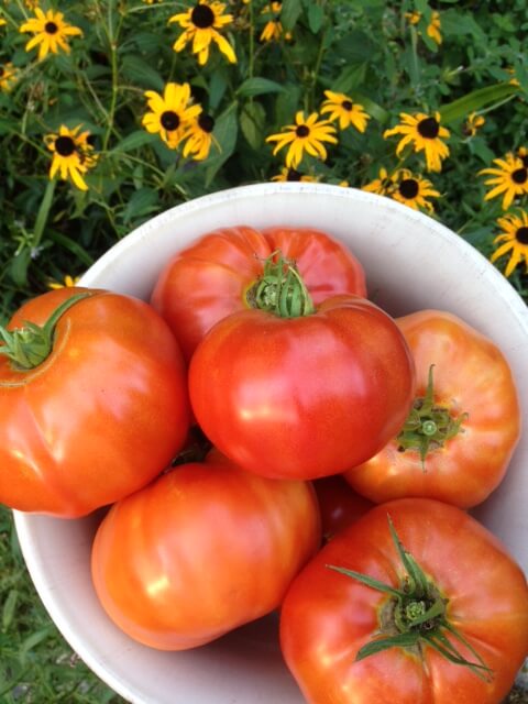 Summer Brings Tomatoes from the Waypoint House garden
